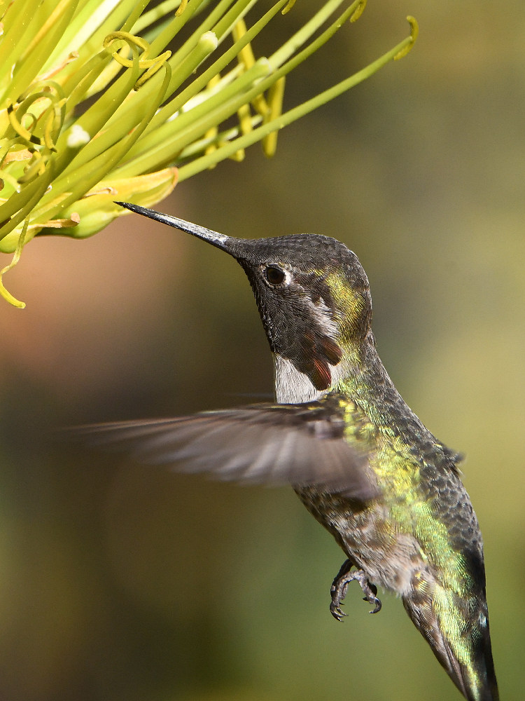 Hummer11.jpg