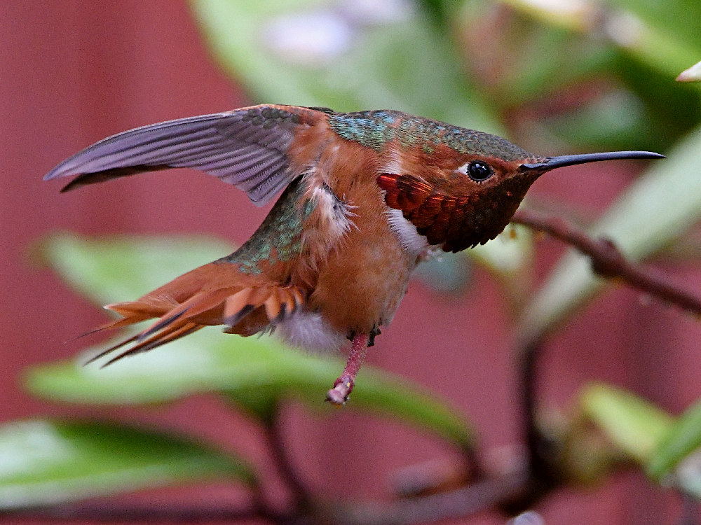 Hummer11.jpg