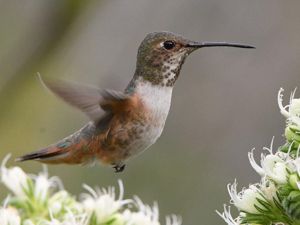 Hummer11.jpg
