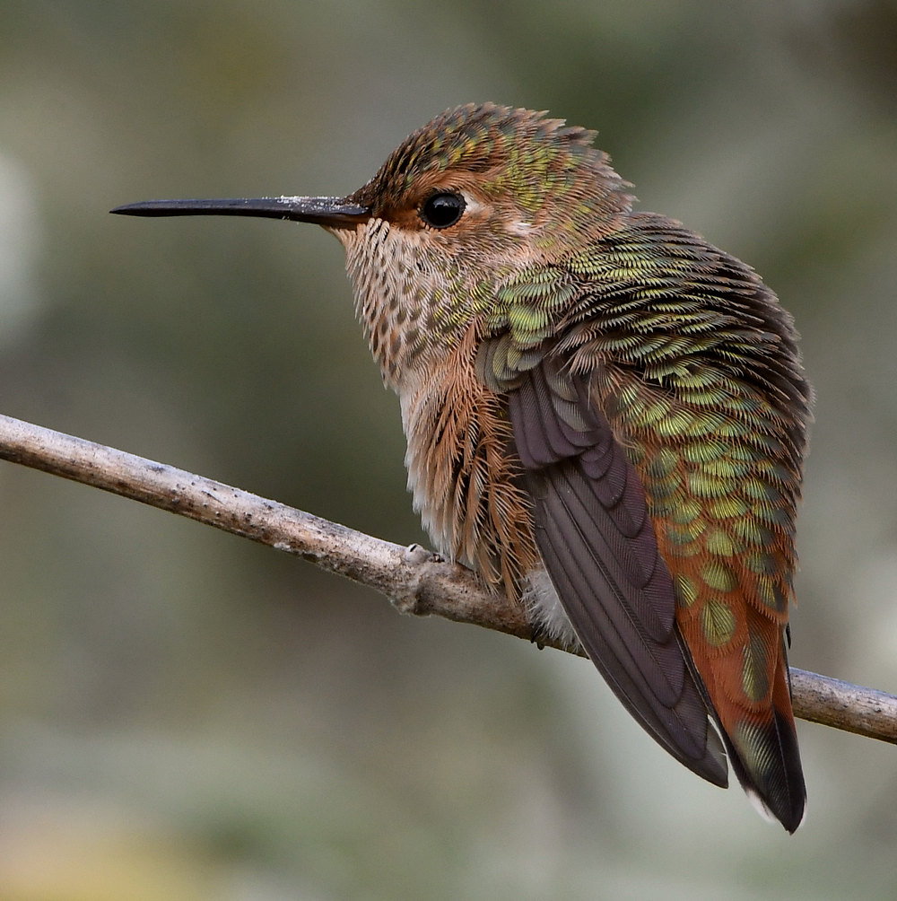Hummer11.jpg