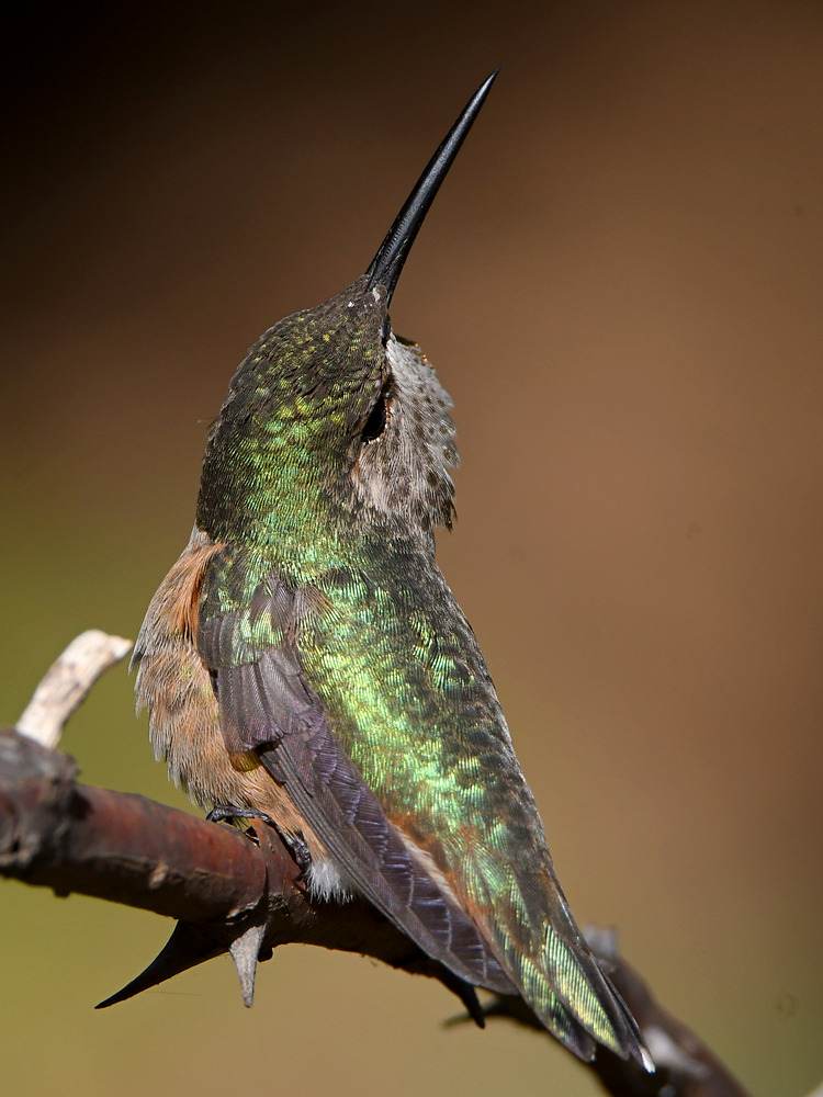 Hummer11.jpg