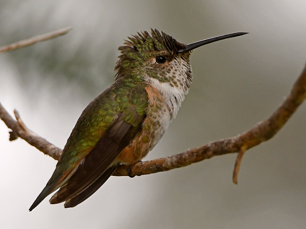 Hummer11.jpg