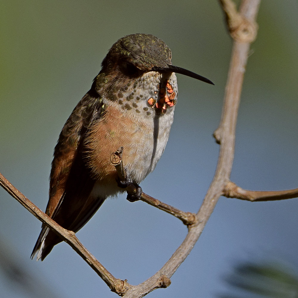 Hummer11.jpg