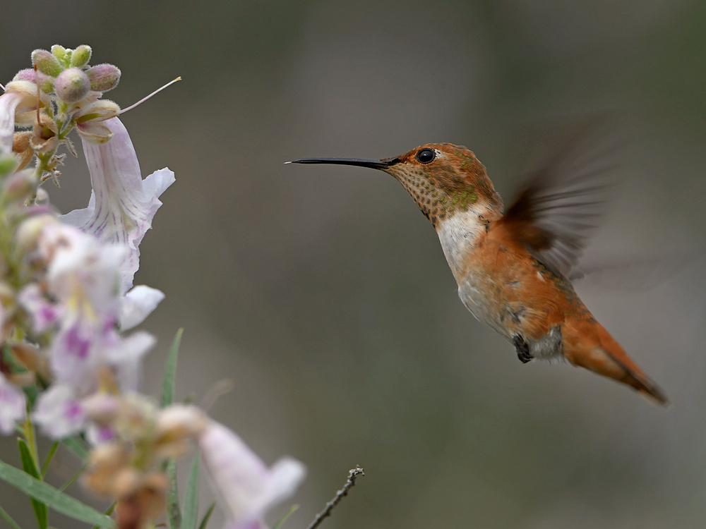 Hummer11.jpg