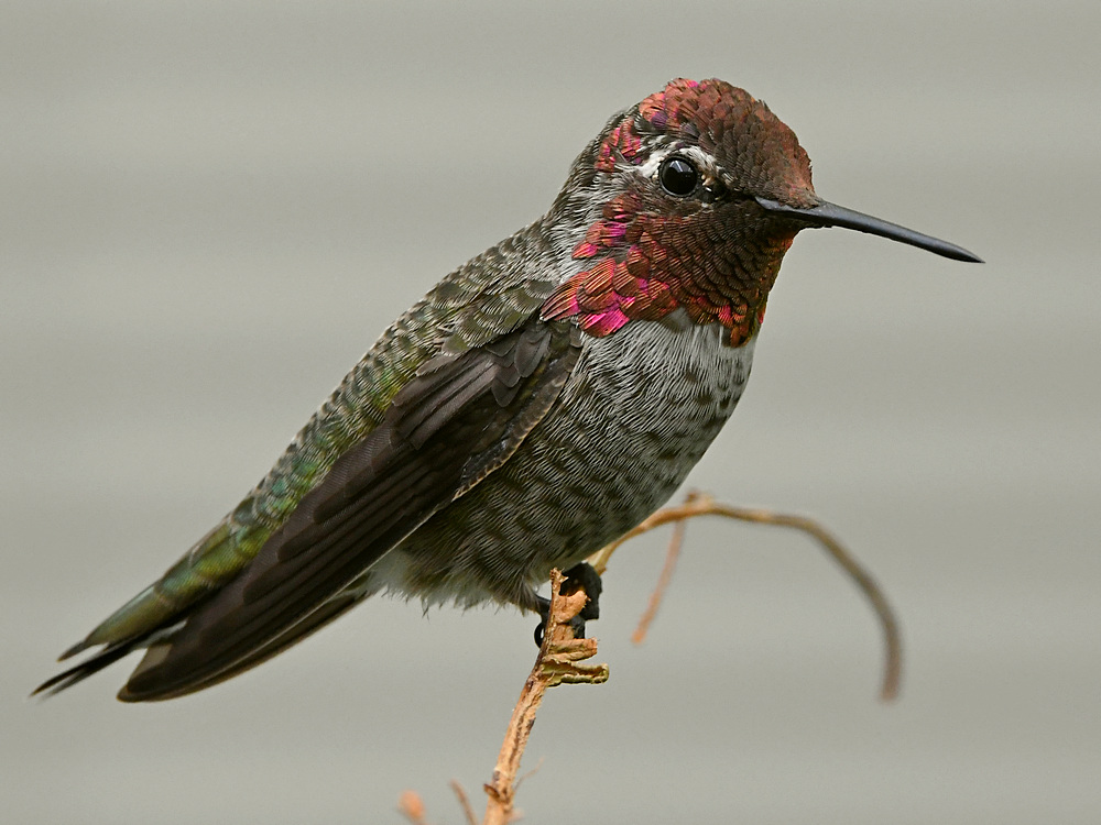 Hummer11.jpg