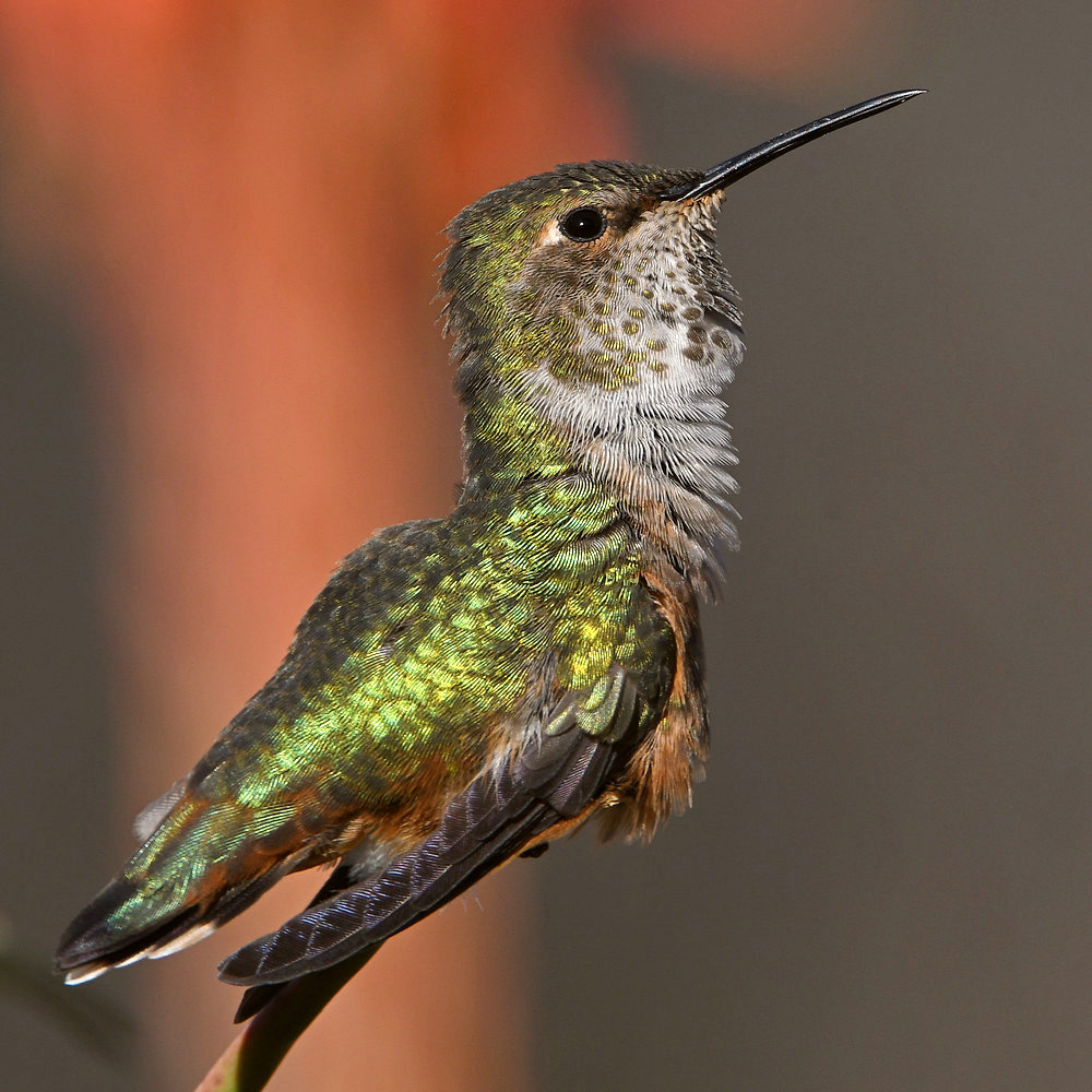Hummer11.jpg