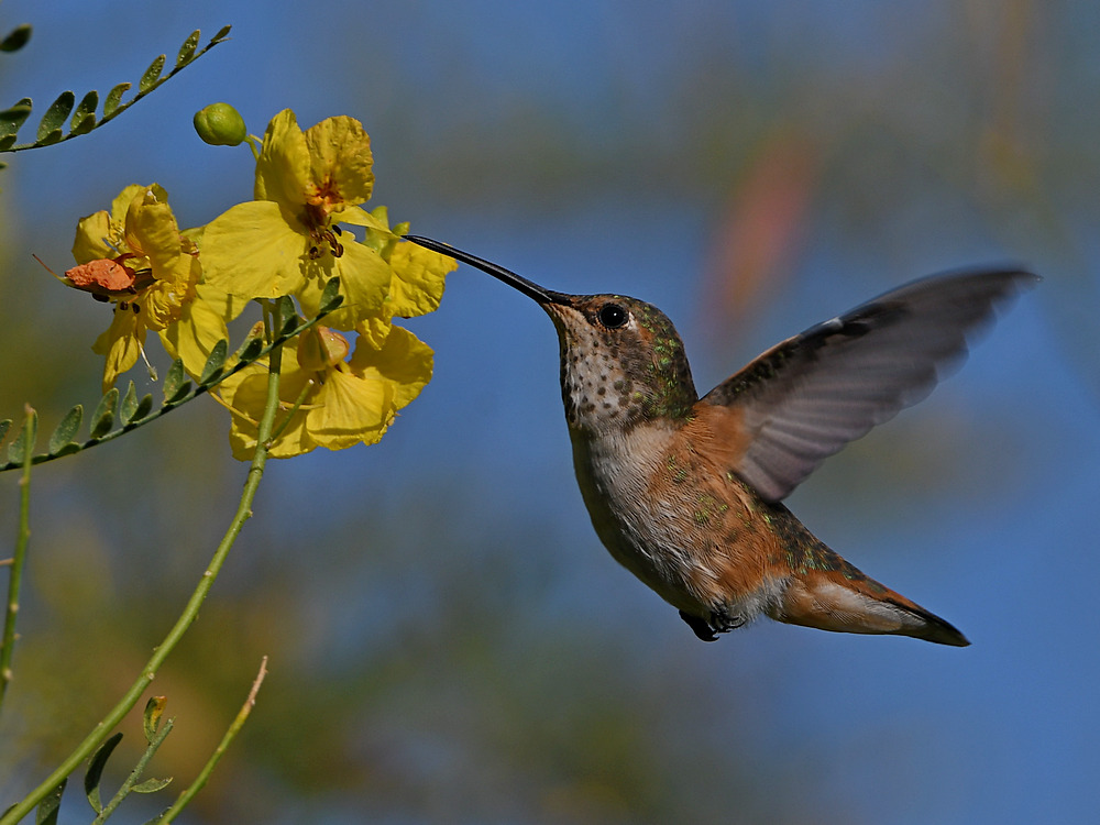 Hummer11.jpg