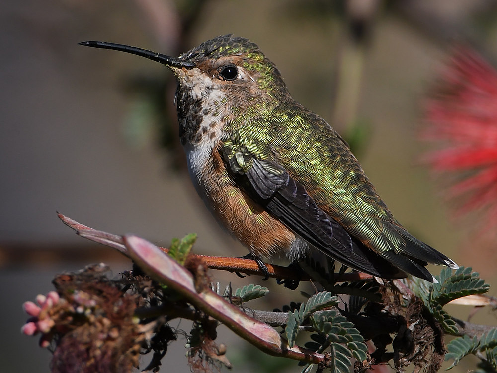 Hummer11.jpg