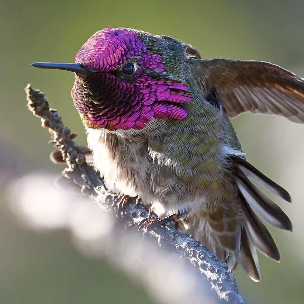 Hummer11.jpg