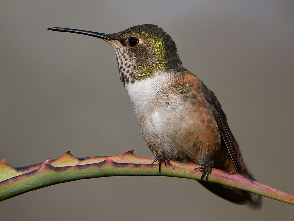 Hummer11.jpg