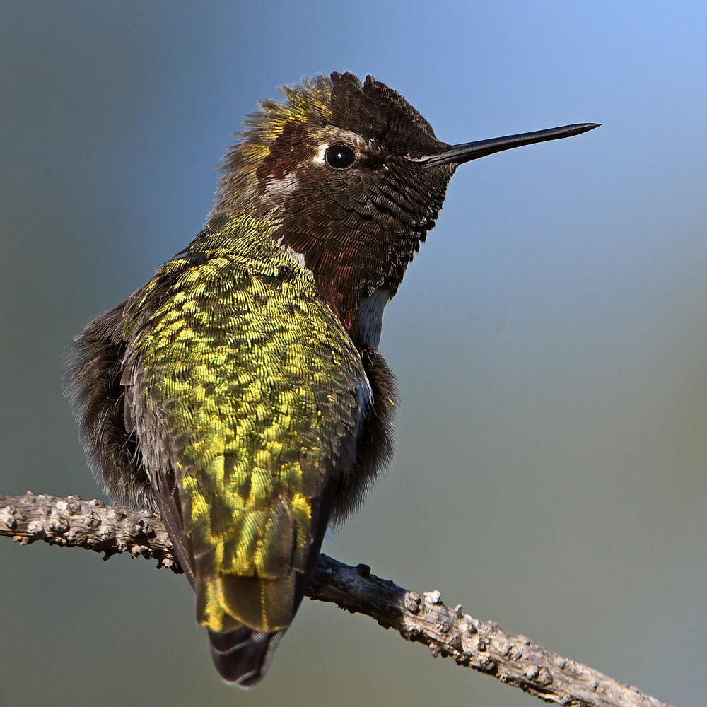 Hummer11.jpg