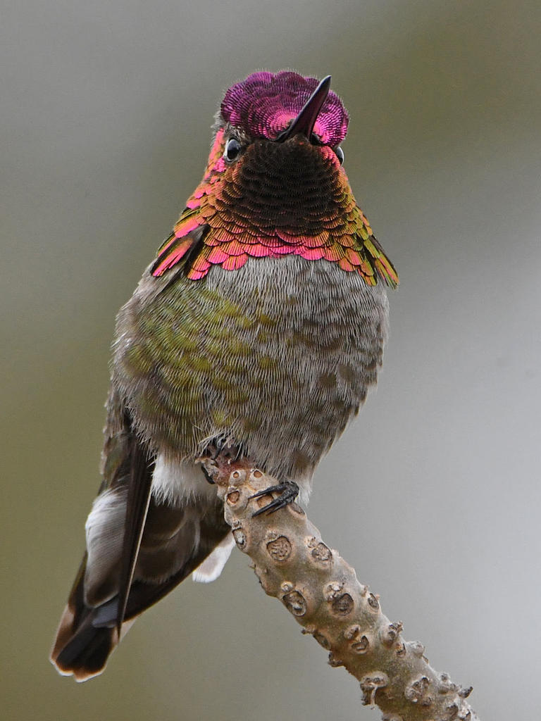 Hummer11.jpg