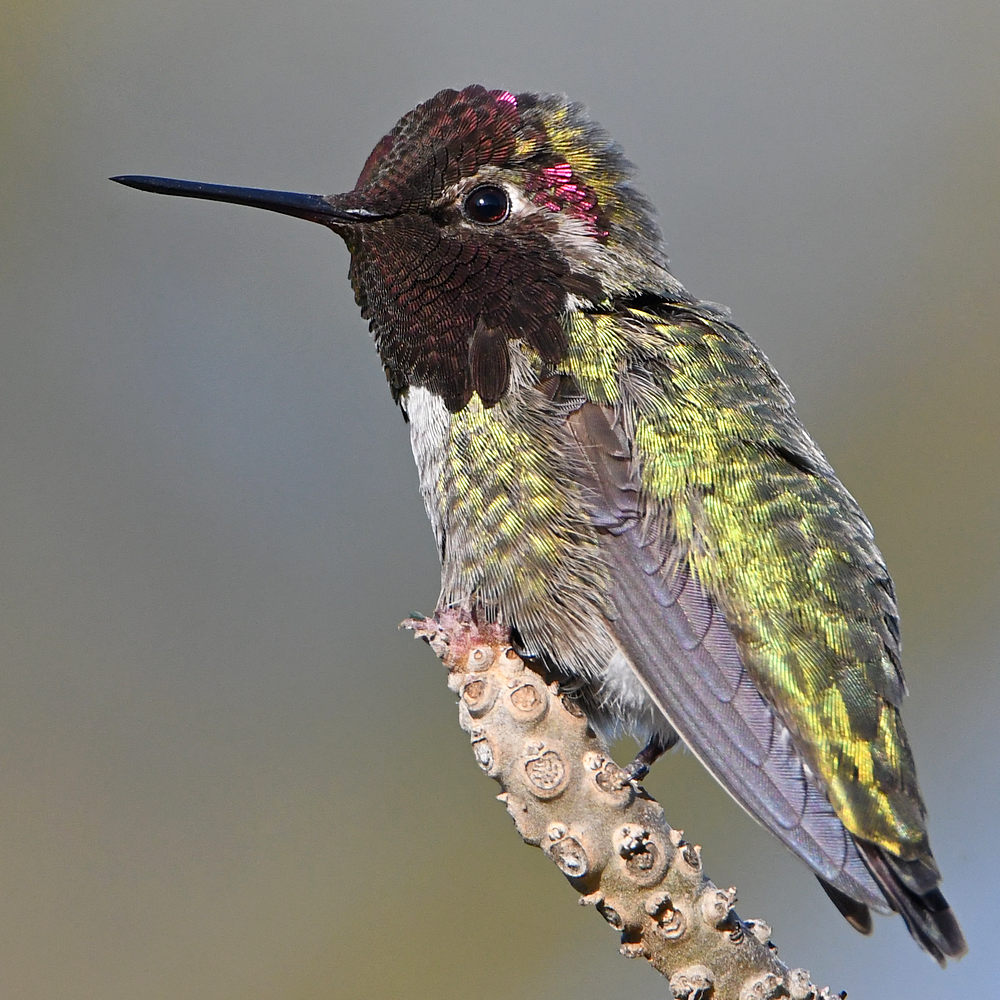 Hummer11.jpg