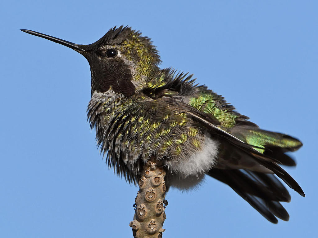 Hummer11.jpg
