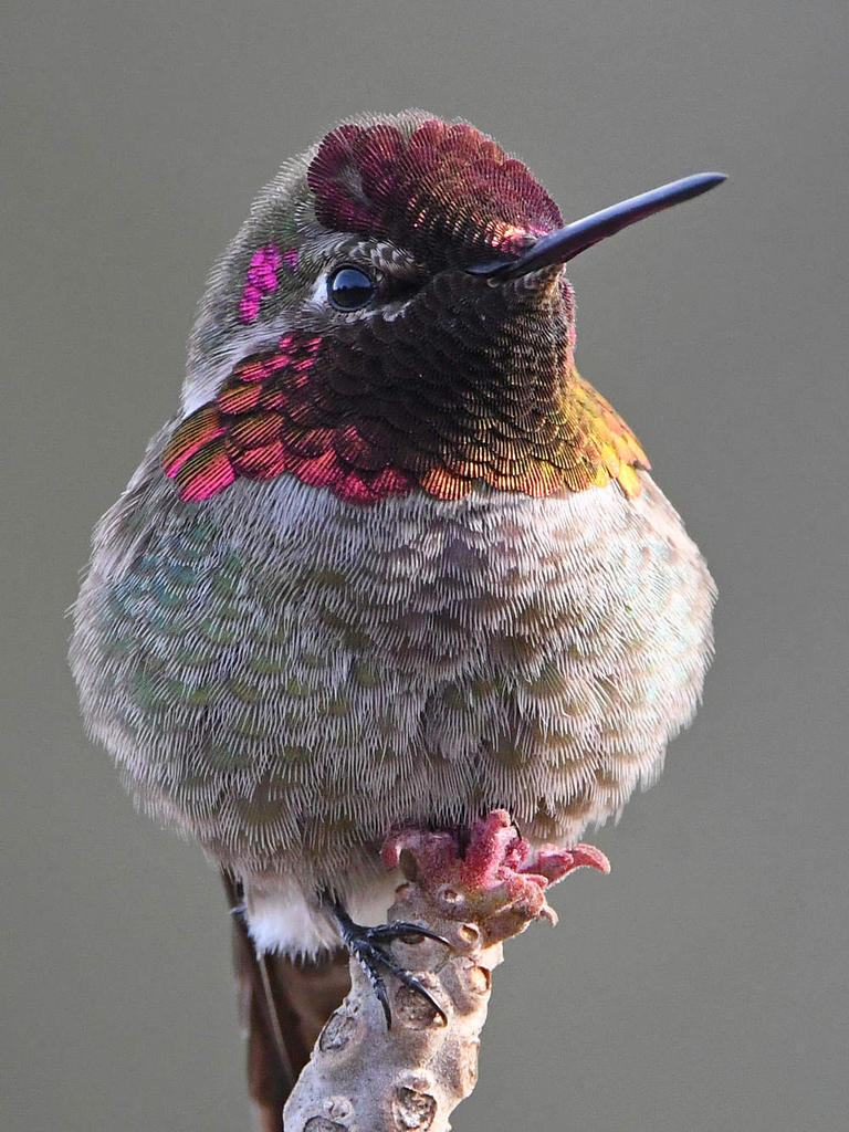 Hummer11.jpg