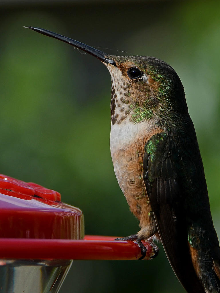 Hummer11.jpg
