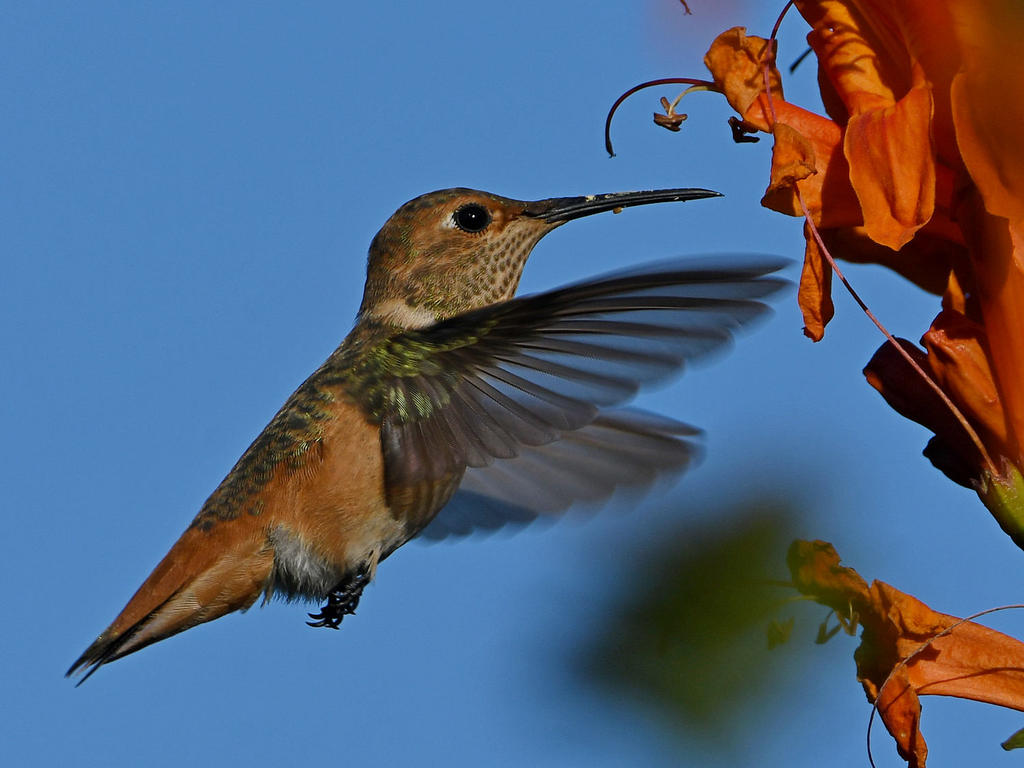 Hummer11.jpg