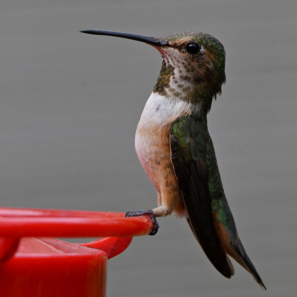 Hummer11.jpg