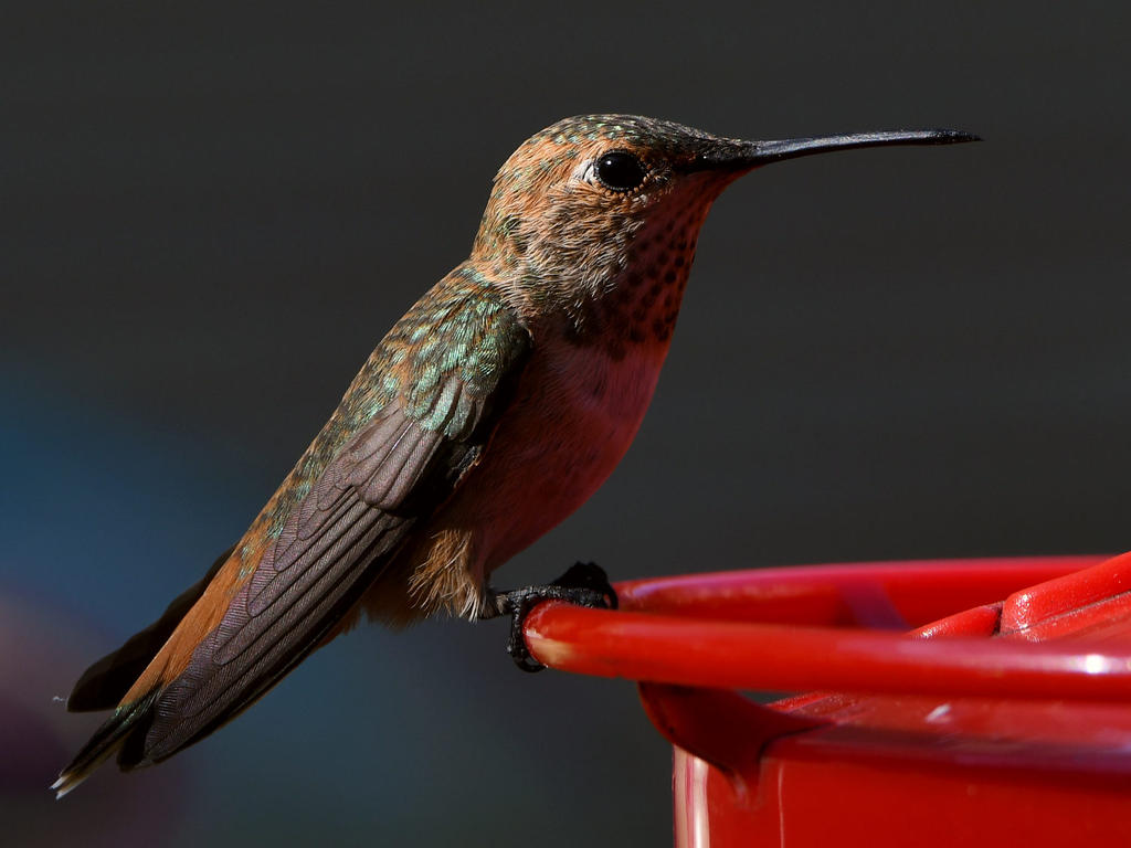 Hummer11.jpg