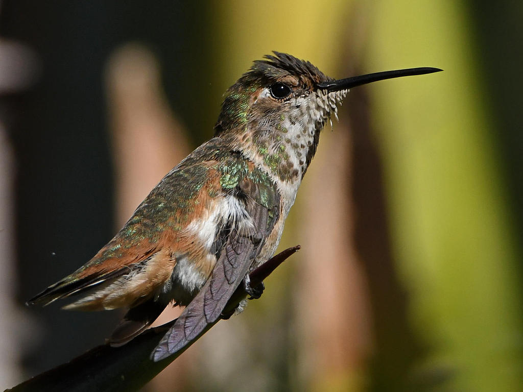 Hummer11.jpg