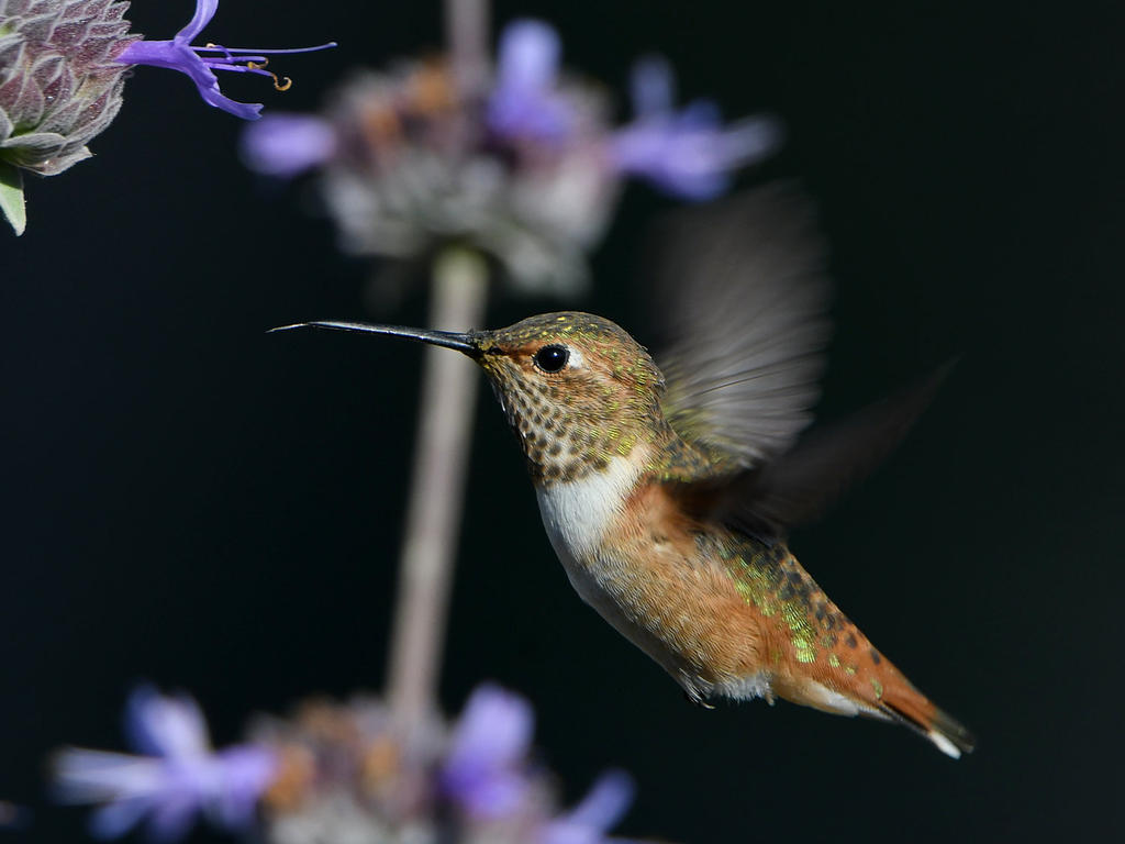 Hummer11.jpg