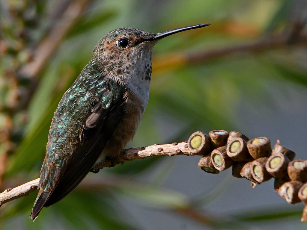 Hummer11.jpg