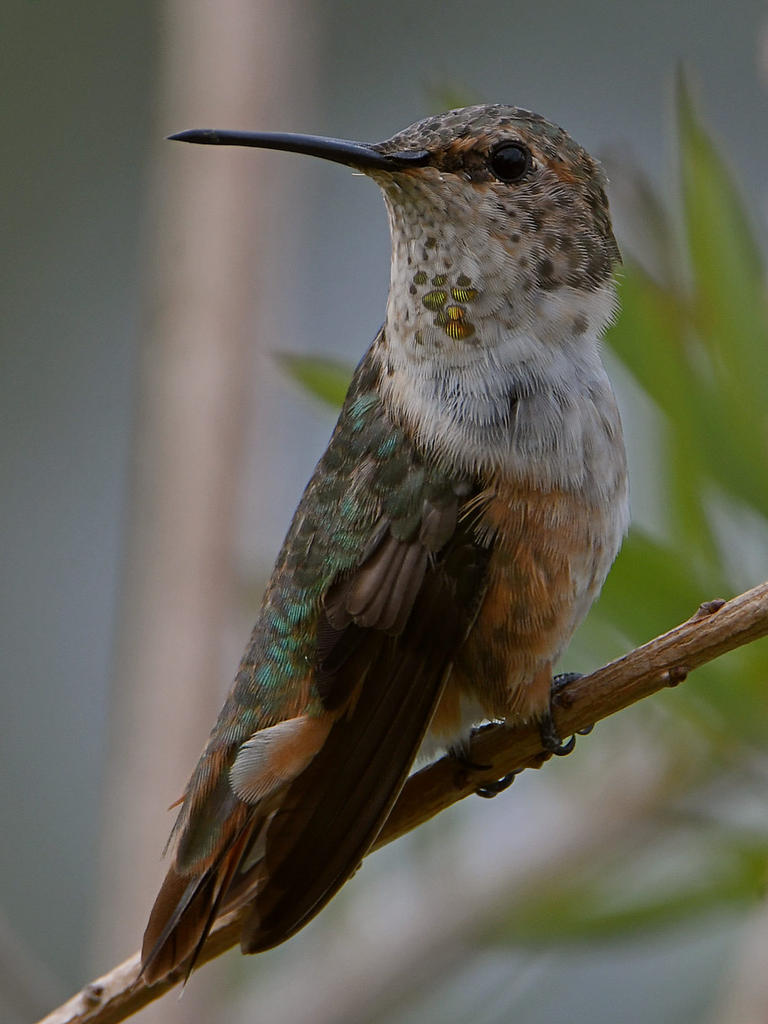 Hummer11.jpg