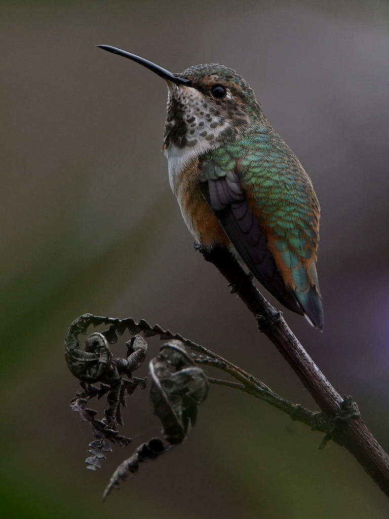 Hummer11.jpg