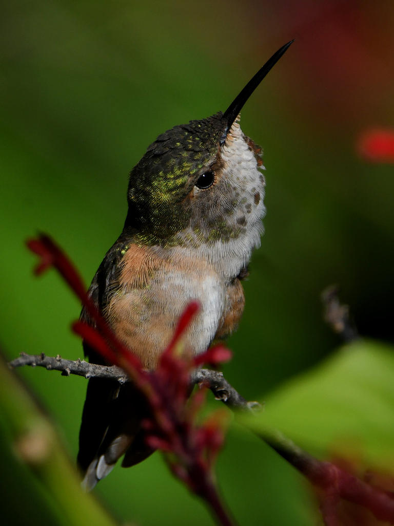 Hummer11.jpg