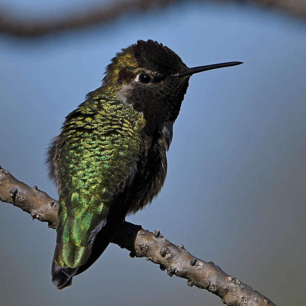 Hummer11.jpg