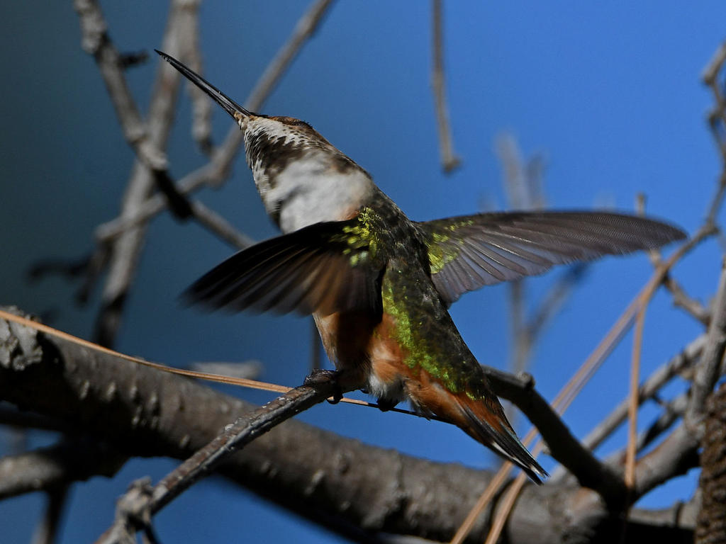 Hummer11.jpg