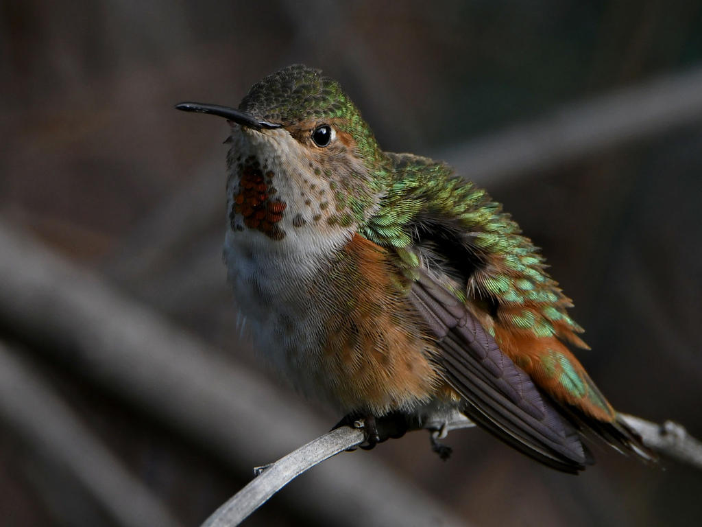 Hummer11.jpg