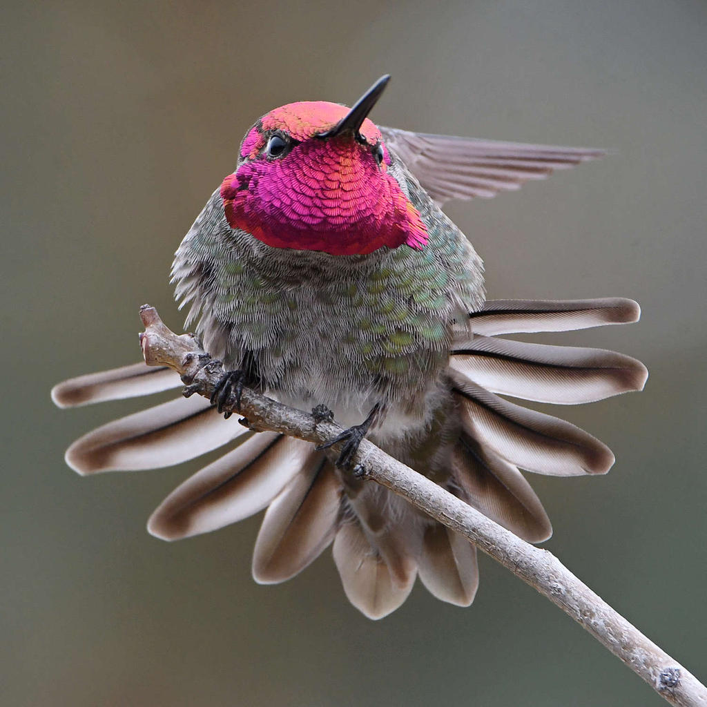 Hummer11.jpg