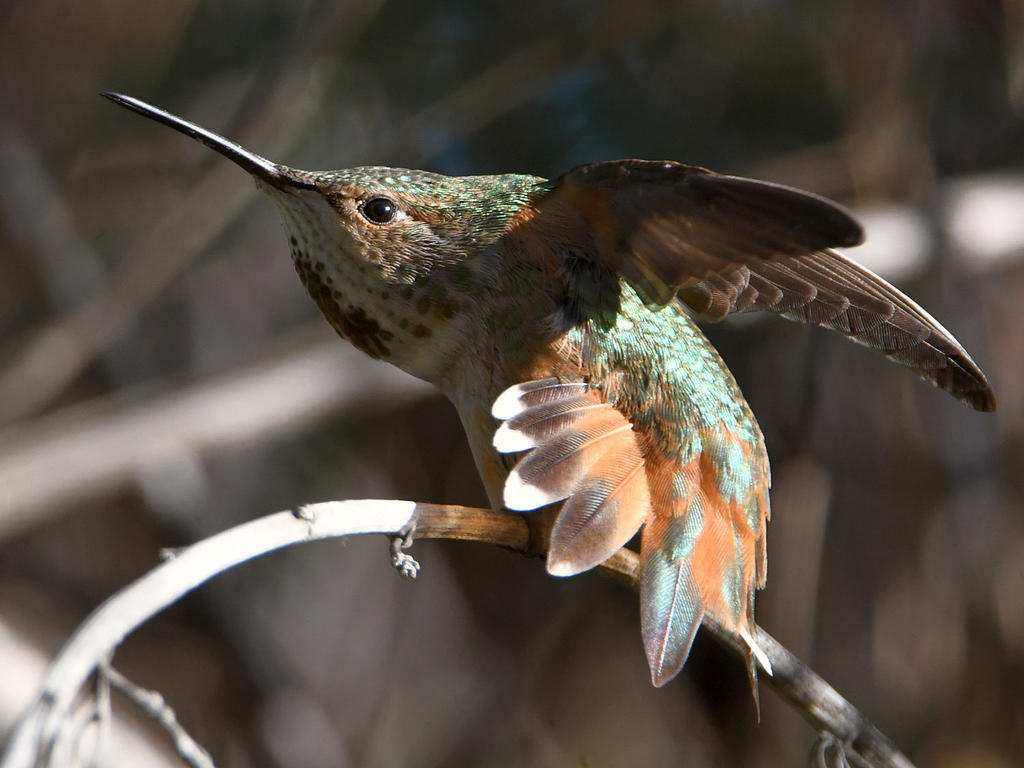 Hummer11.jpg