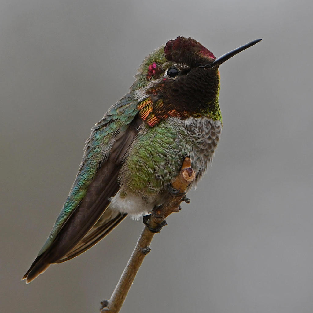 Hummer11.jpg