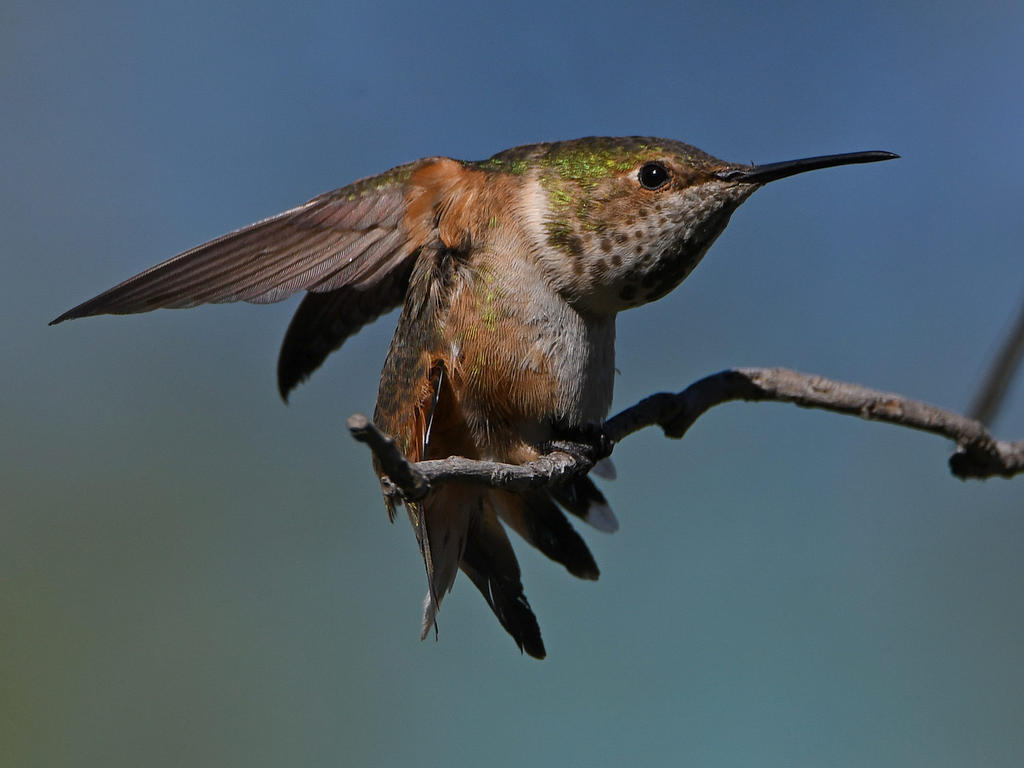 Hummer11.jpg