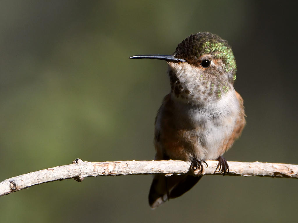 Hummer11.jpg
