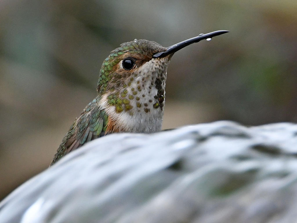 Hummer11.jpg