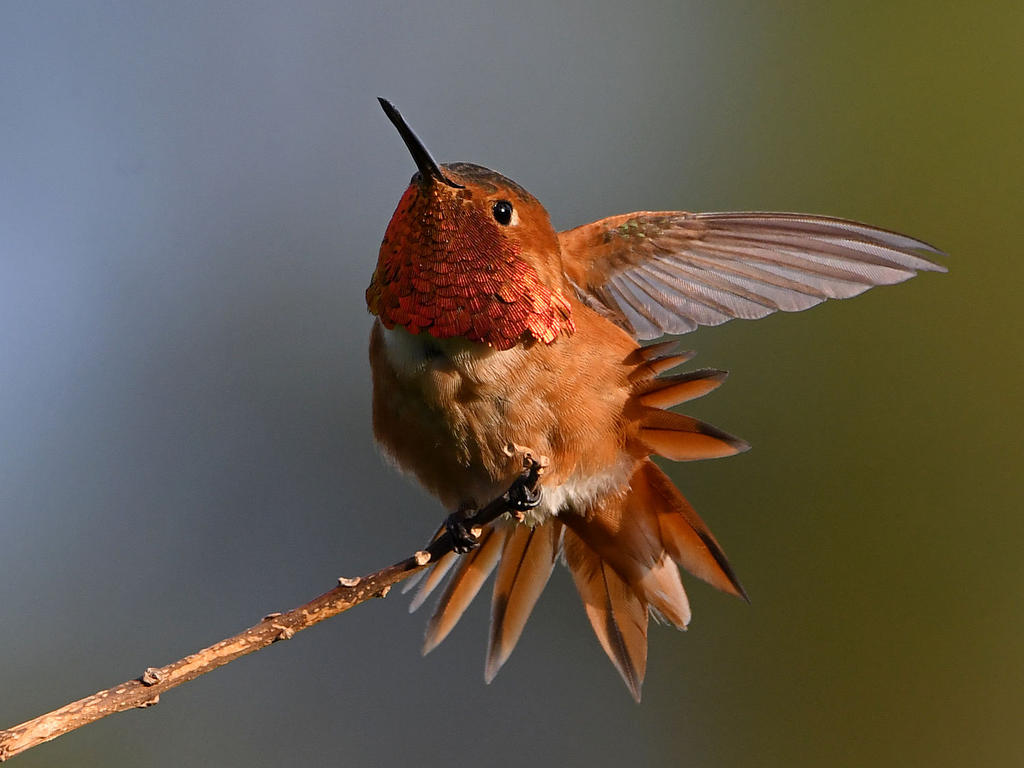 Hummer11.jpg