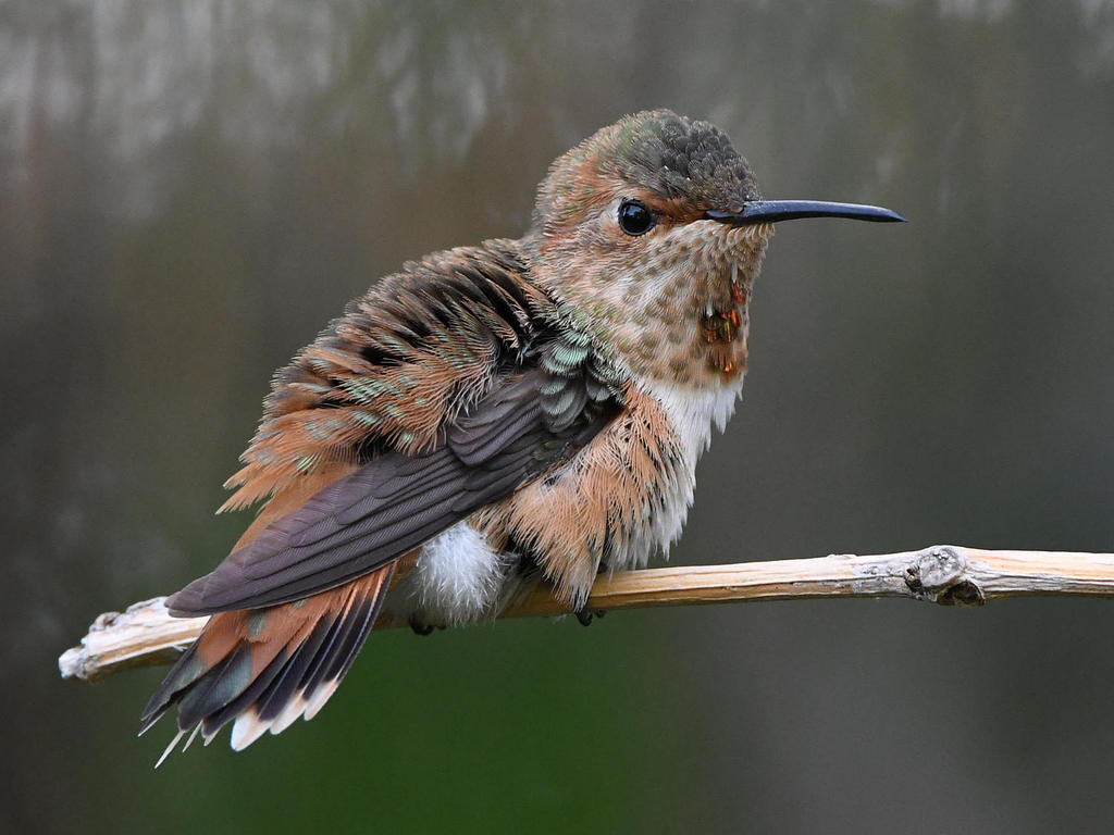 Hummer11.jpg