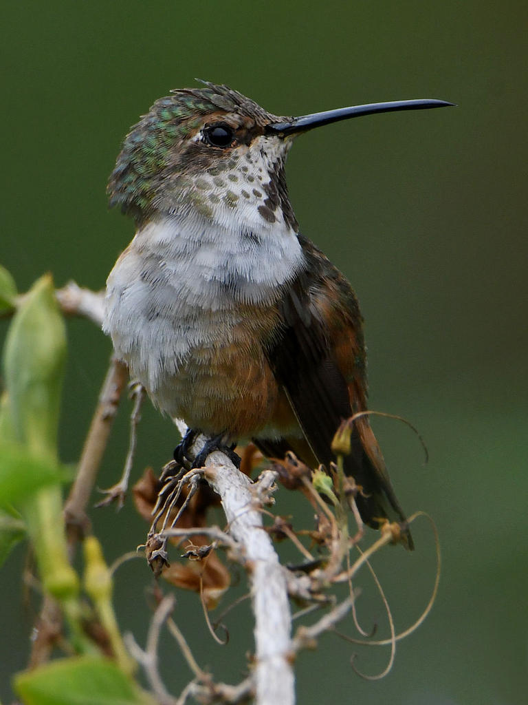 Hummer11.jpg