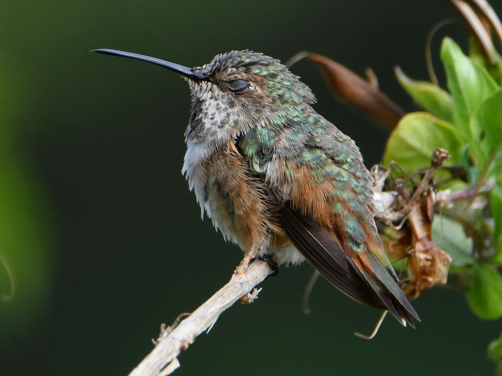Hummer11.jpg
