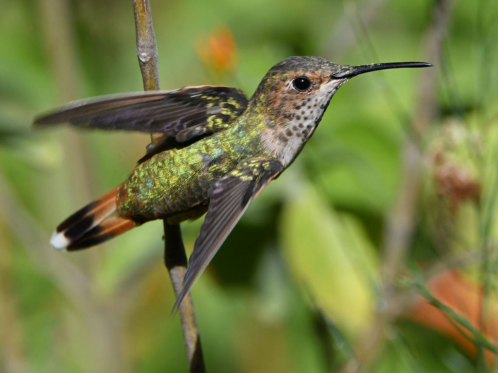 Hummer11.jpg