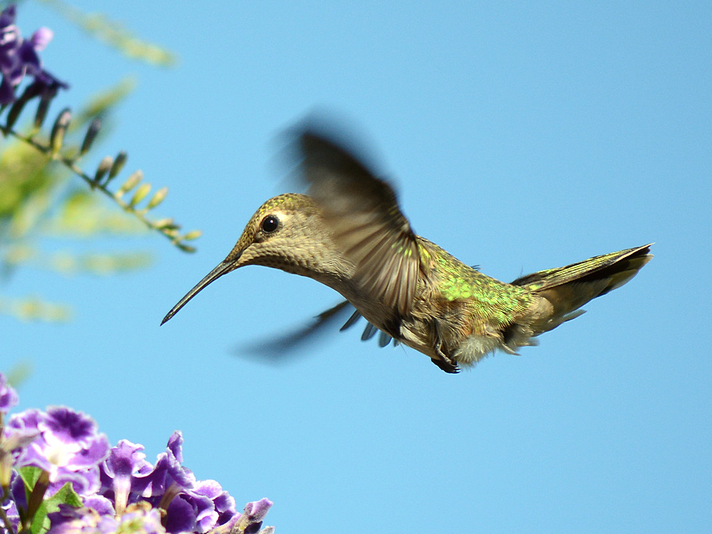 Hummer11.jpg