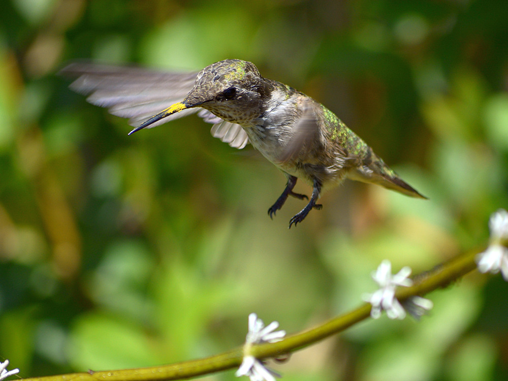 Hummer11.jpg