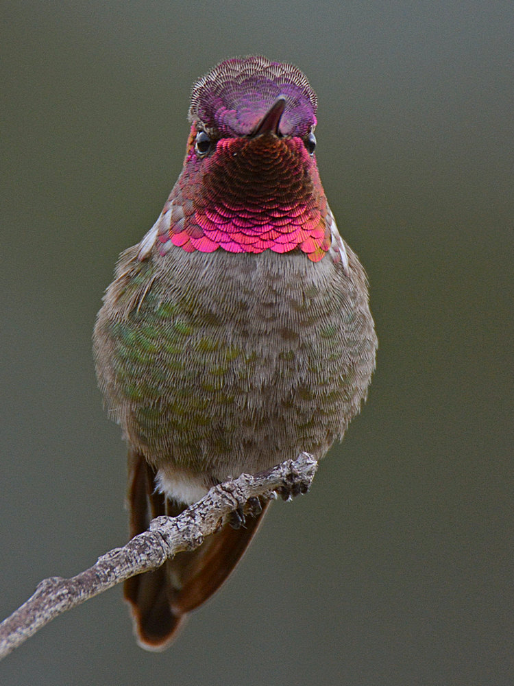 Hummer12.jpg