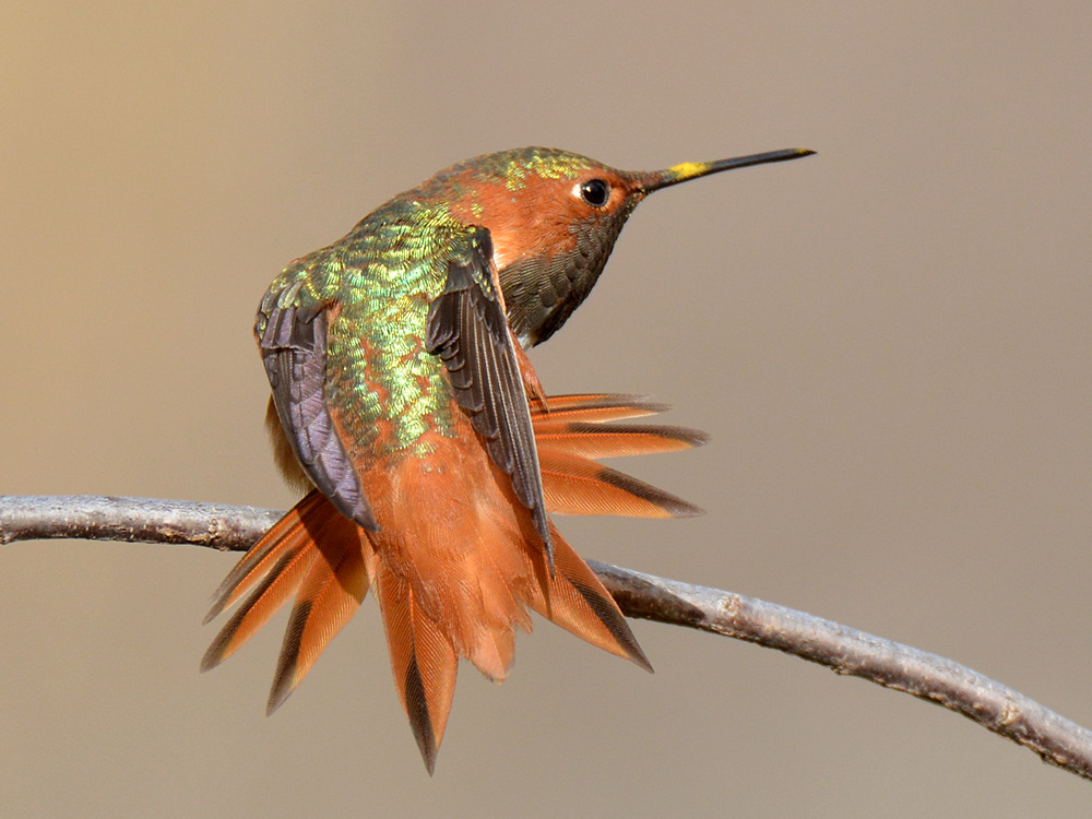 Hummer12.jpg