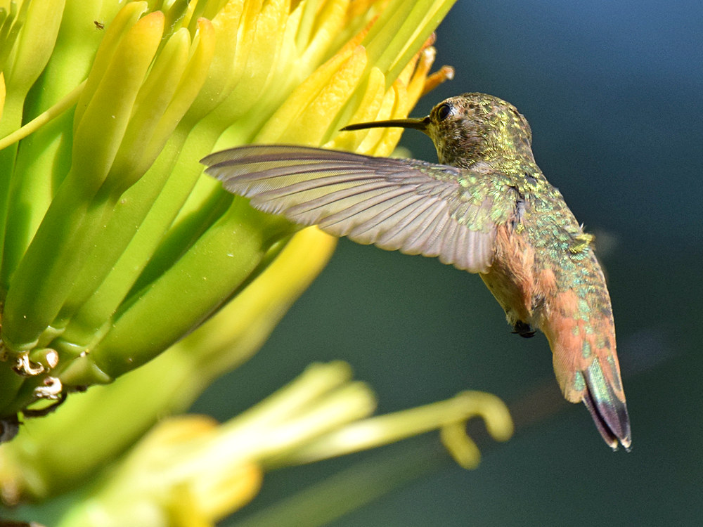 Hummer12.jpg