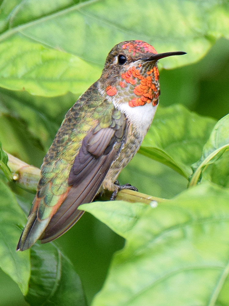 Hummer12.jpg