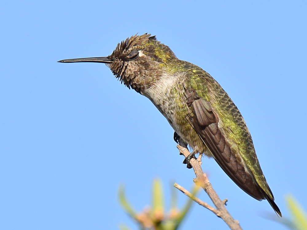 Hummer12.jpg